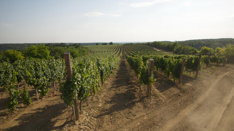 Winery Ilić Nijemčević-logo