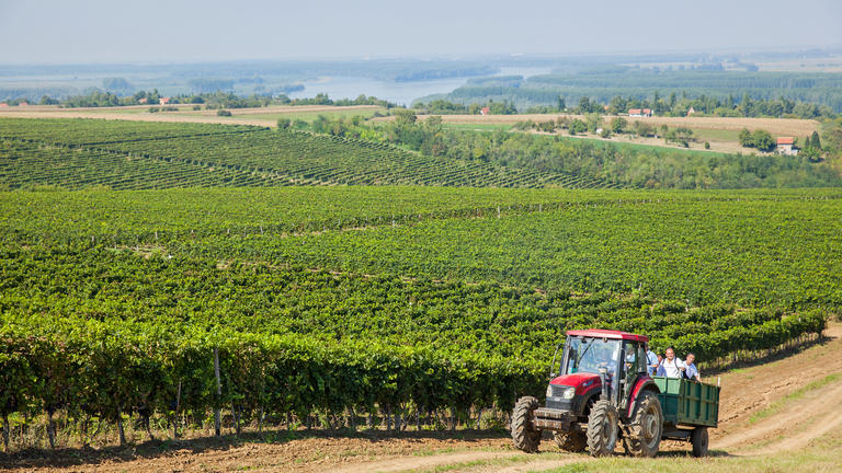 Fruškogorski vinogradi-logo